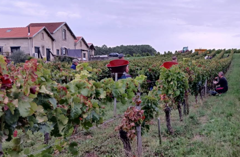 Fête des vendanges au vignoble Au pas du Cheval Cézac