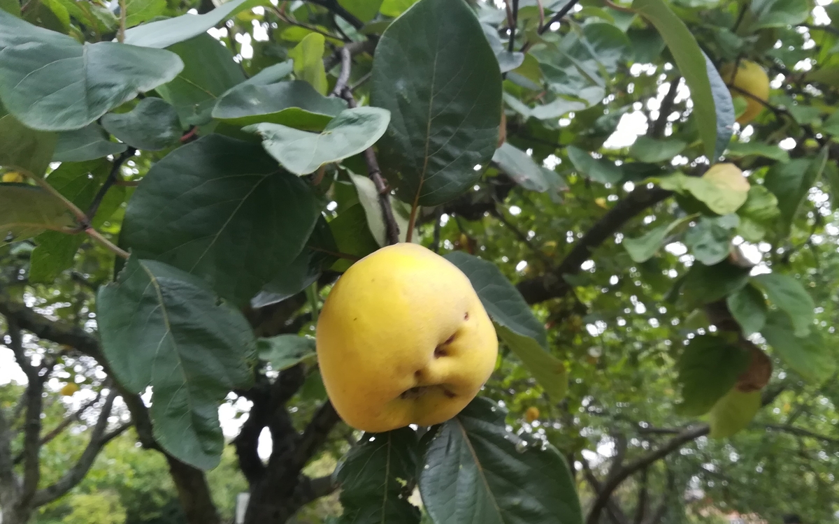 Fruit et légume de saison La Ferme de Paris PARIS