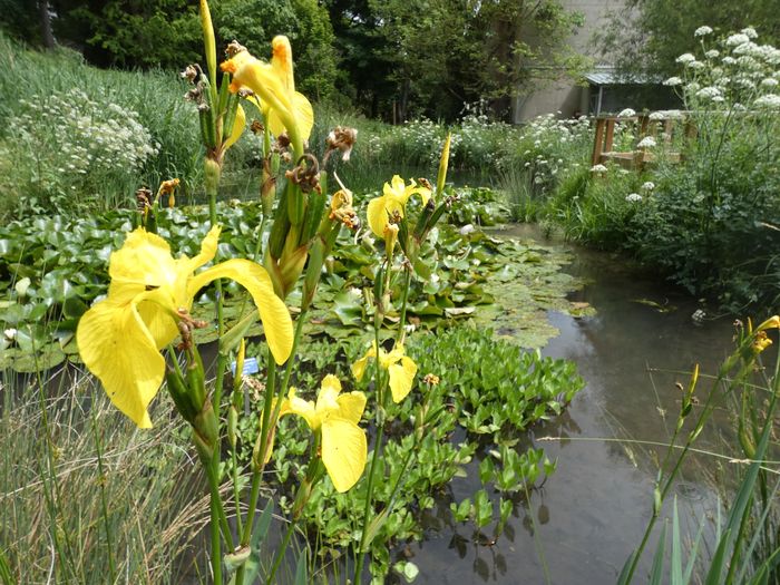 Jardin botanique de l’Université Paris-Saclay, Université Paris-Saclay – serre du 365, Bures-sur-Yvette