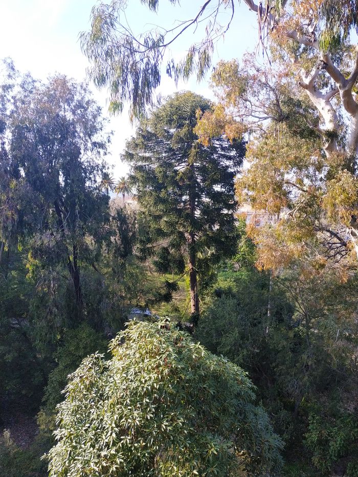 Jeu de l&rsquo;oie et quizz palmiers, Jardin botanique de la Villa Thuret, Antibes