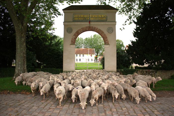 Journées Agriculture et Patrimoine : célébrons les 240 ans des Mérinos de Rambouillet !, Bergerie nationale, Rambouillet