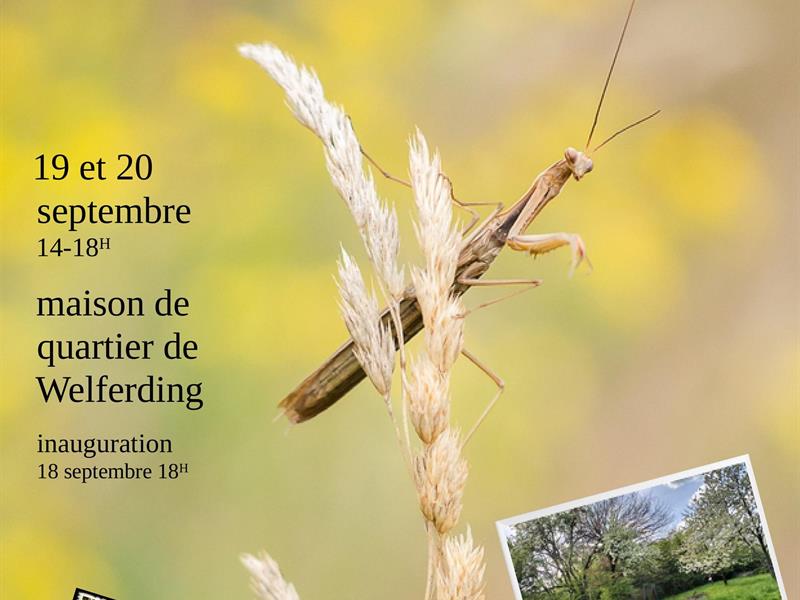 Journées du Patrimoine expo photo, la beauté de la biodiversité dans nos jardins Maison de Quartier de Welferding Sarreguemines