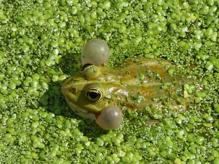 La biodiversité 
en ville expliquée, Moingt, Montbrison