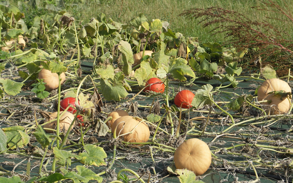 La fête de la courge à la Ferme de Paris La Ferme de Paris PARIS