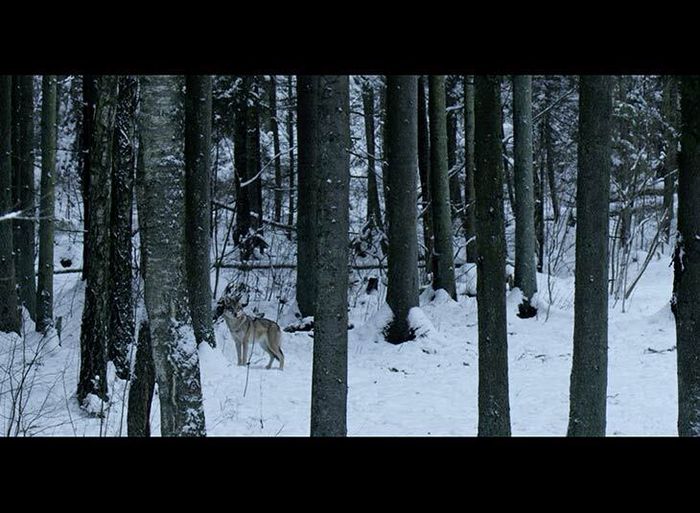 La forêt et les animaux qui l’habitent, Médiathèque Saint-Cyprien, Toulouse