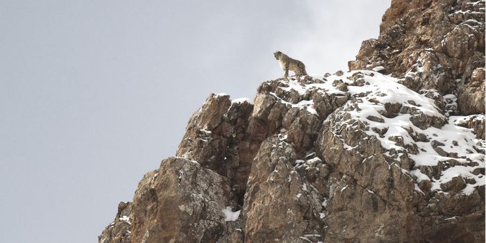 La Panthère des neiges de Vincent Munier, Médiathèque Elsa-Triolet, Saint-Étienne-du-Rouvray