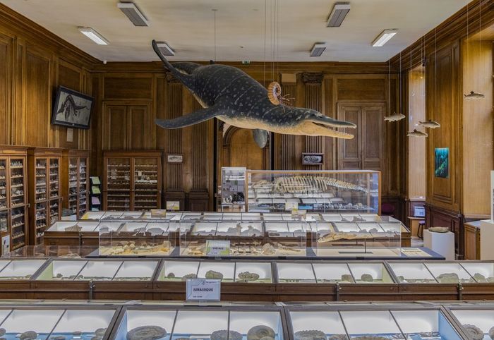 Le chantier des collections ouvre ses portes, Muséum d’histoire naturelle, Angers