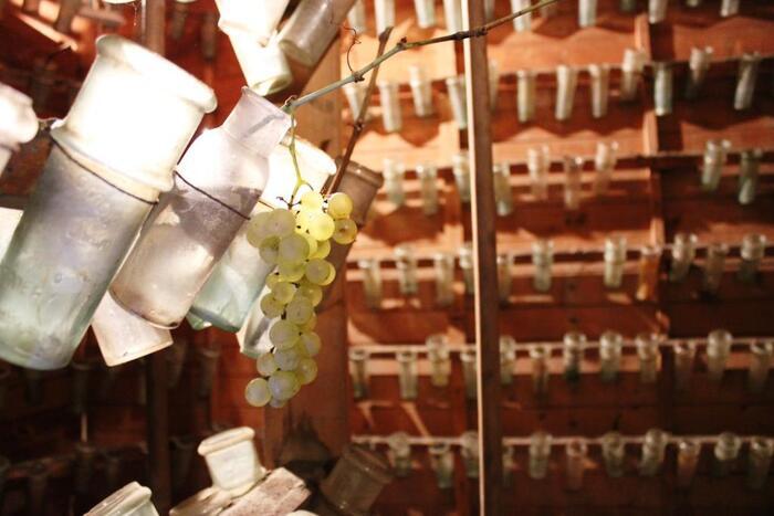 Le chasselas de Thomery : des jardins au fruitier Salomon, Jardins Salomon, Thomery