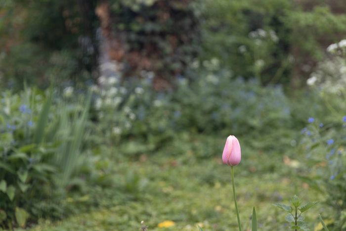 Le jardin en images, Jardin Pédagogique de Sarcelles, Sarcelles