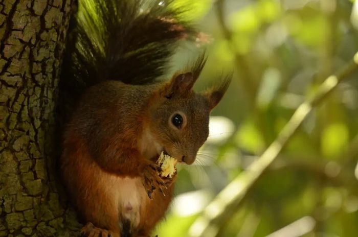 Les écureuils au parc rivière, Parc Rivière, Bordeaux