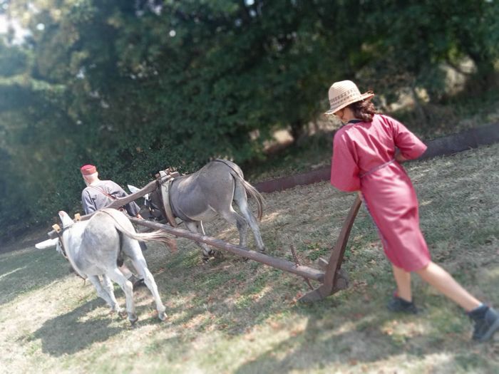 Les équidés de travail, patrimoine vivant de l’antiquité à nos jours, Cap’ sur Maubert, Saint-Fort-sur-Gironde