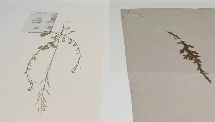 Les herbiers de Plants and People Musée d’arts de Nantes Nantes