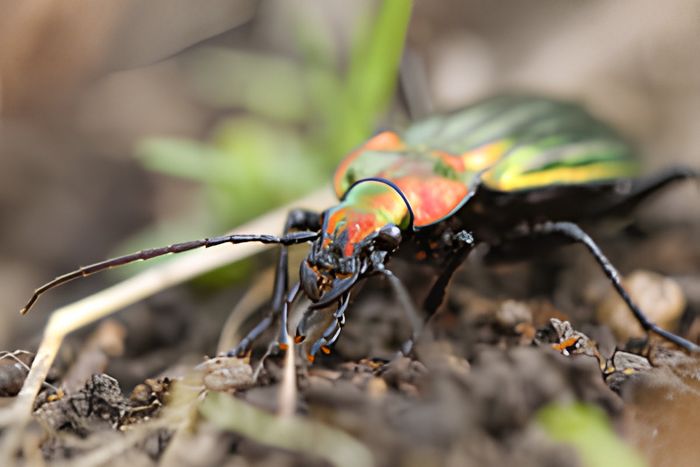 Les petites bêtes du sol, Jardin des Coccinelles, Lille