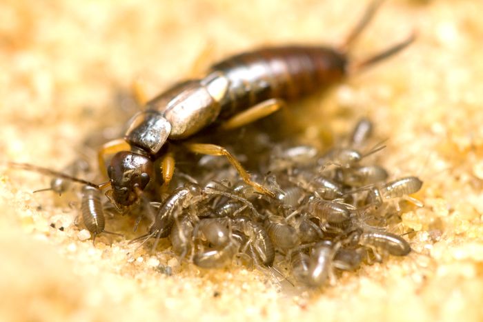 Les secrets de la vie de famille des insectes, Bibliothèque de Bréhémont, Bréhémont