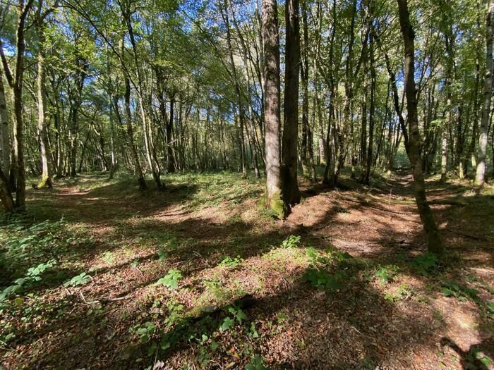 Les vestiges du Moyen Âge dans la forêt de Mondragon, Forêt de Soirans au départ de l’arborétum, Soirans