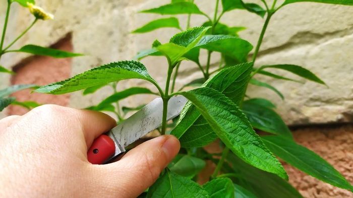 Multiplication des plantes, Maison du jardinier et de la nature en ville, Bordeaux