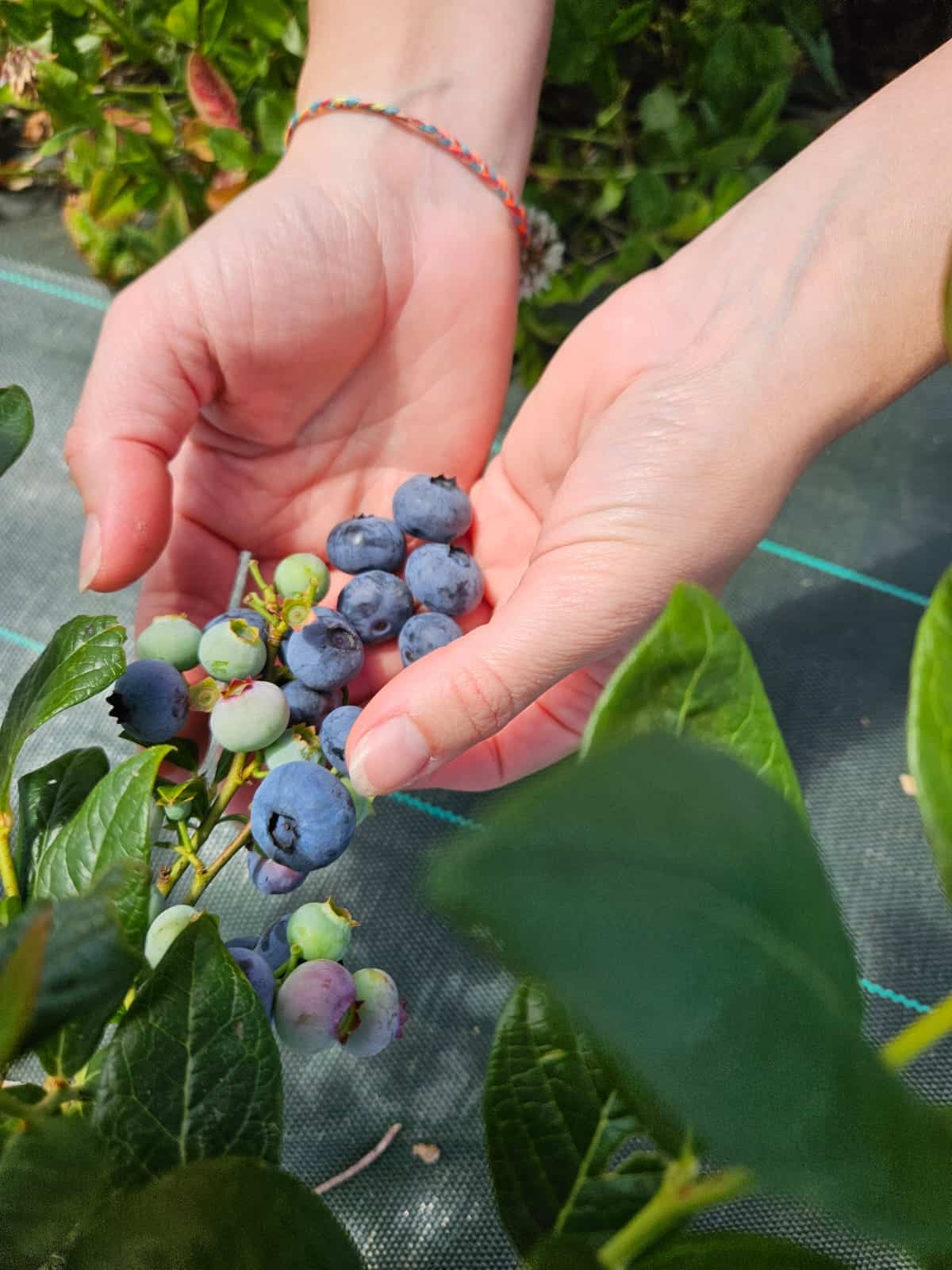 myrtille jardins de soleane