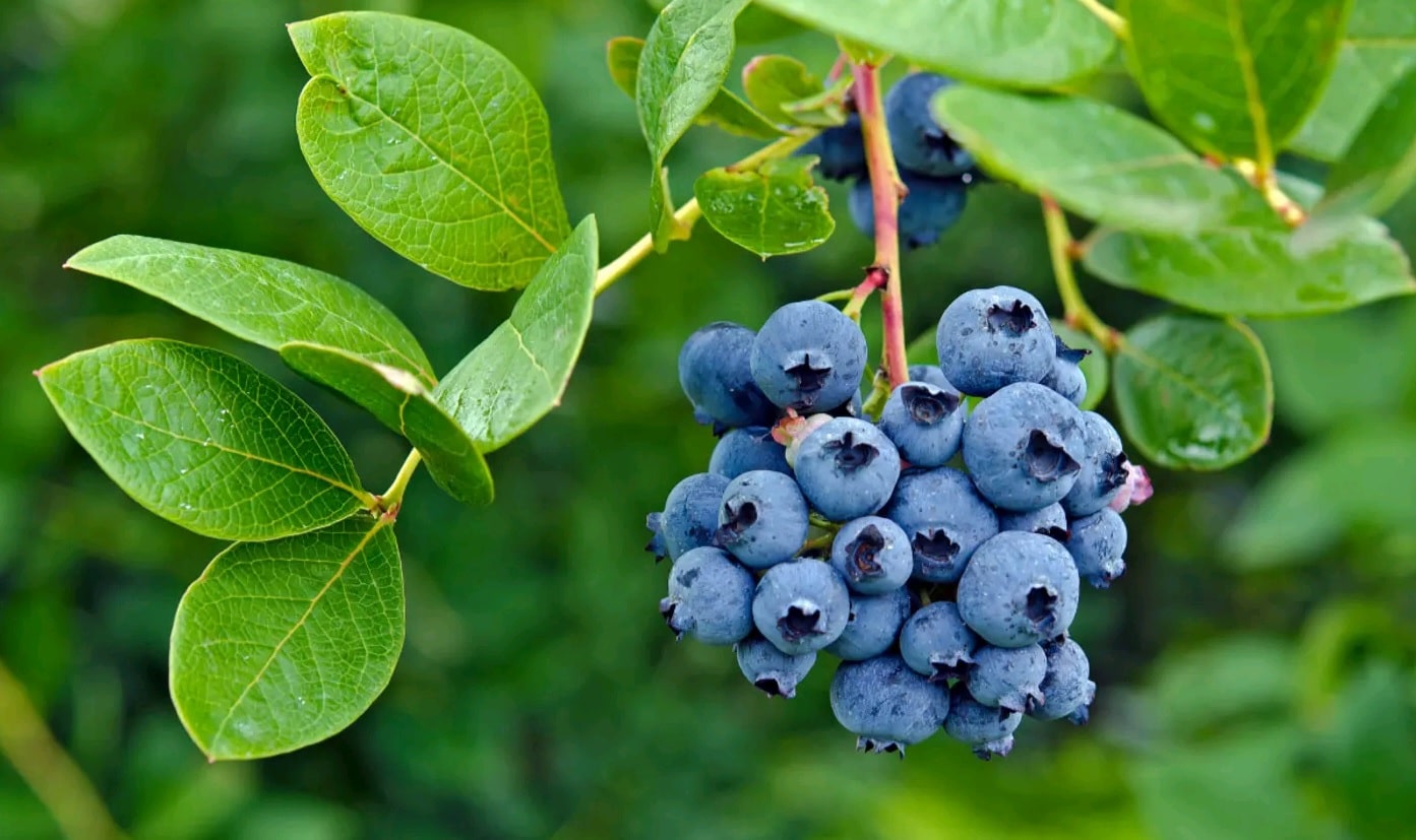 myrtille production bretagne