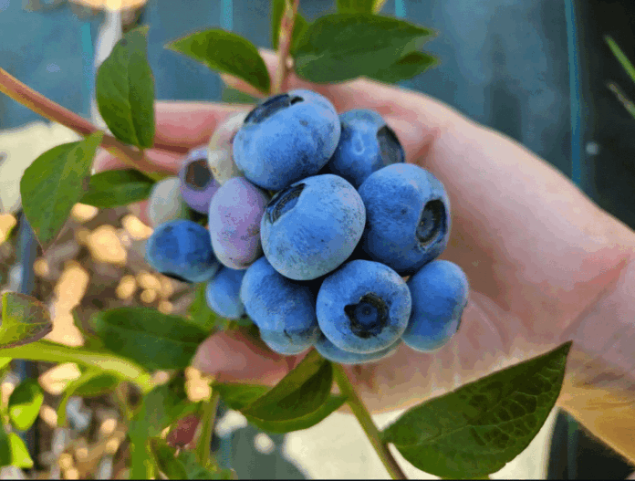 myrtilles jardins soléane