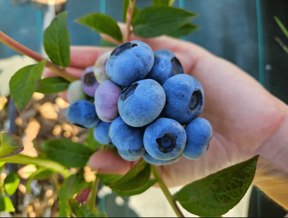 myrtilles jardins soléane