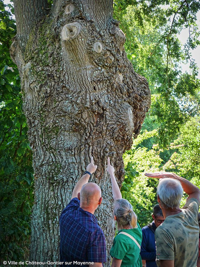 Nature et patrimoine bâti, 53200 Château-Gontier-sur-Mayenne, Château-Gontier