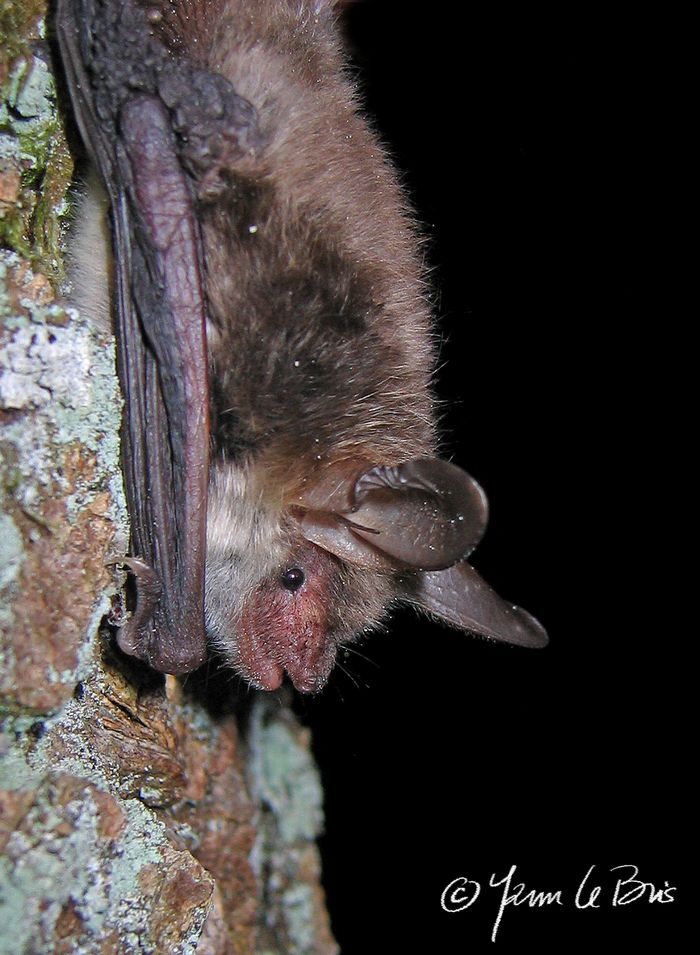 Nuit Internationale de la Chauve-souris, Château de Nogent Le Roi, Nogent-le-Roi