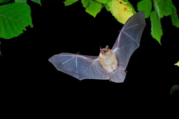 Nuit internationale de la chauve-souris, Réserve naturelle régionale des étangs de Belval-en-Argonne, Belval-en-Argonne