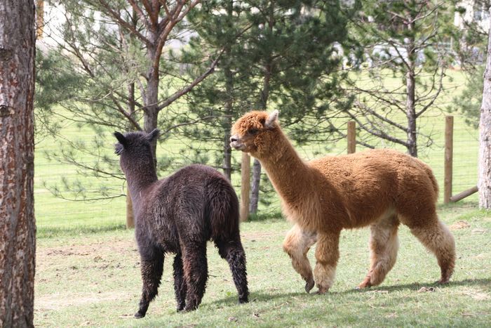 Parc animalier, La Tour, Bourg-le-Roi