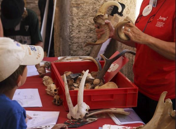 Patrimoine vivant : ateliers histoire, biodiversité et artisanat, Château de Belmont, Belmont
