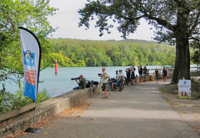 Permanences ornitho au bord du Rhône, Centre d’observation de la nature de l’Île du Beurre, Condrieu