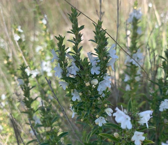 Plantes et mythologie, une histoire qui date…, 13114 Puyloubier, France, Puyloubier