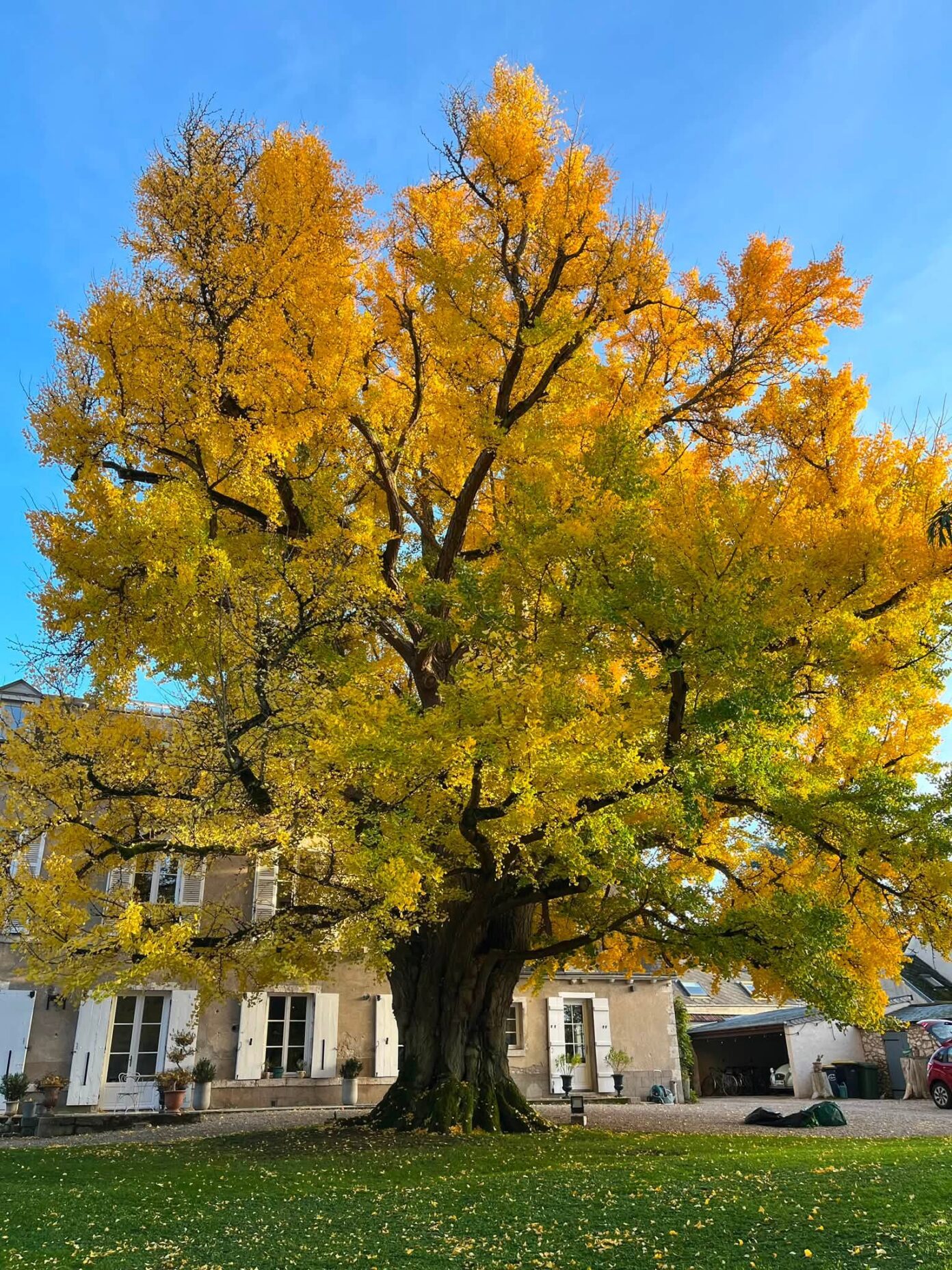Portes ouvertes Découverte du Ginkgo Biloba Meung-sur-Loire
