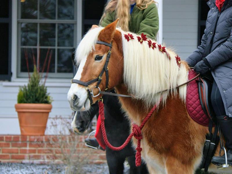 Promenades en poney Surbourg