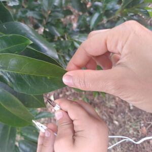 Quand les plantes font de la musique, Médiathèque Jacques Ellul, Pessac
