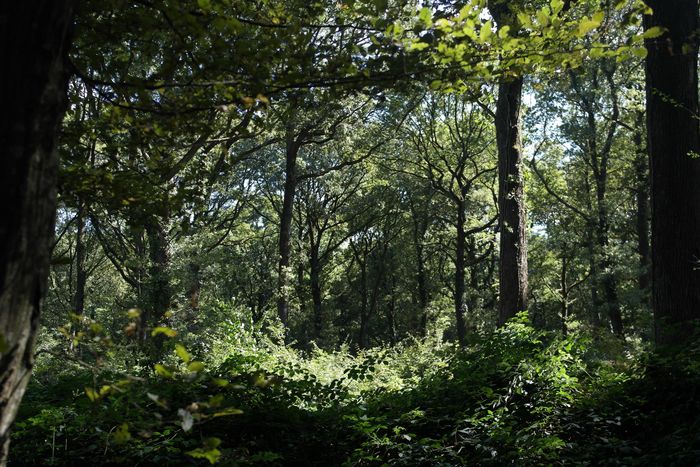 Randonnée propre et patrimoniale « Sur le chemin des Rois », Dourdan Tourisme, Dourdan