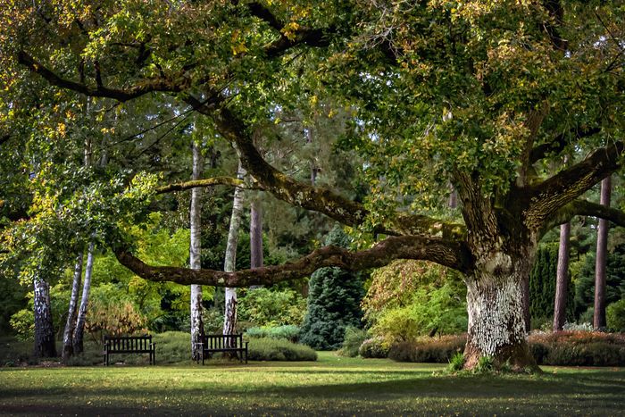 (Re)Découverte de l’Arboretum : conservatoire paysager du patrimoine botanique, Arboretum des Grandes Bruyères, Ingrannes