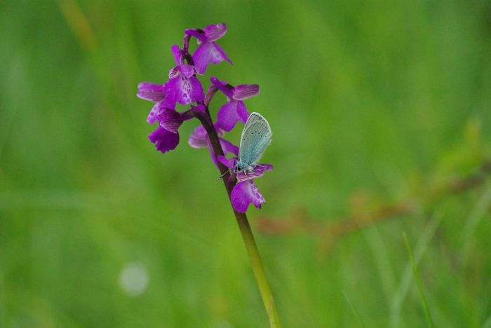 RELATIONS DES ANIMAUX AVEC LES PLANTES SAUVAGES DU CANTAL par Véronique GARCIA – Ingénierie et Formation. partenariat ACAL, Mairie d’Arpajon-sur-Cère (petite salle), Arpajon-sur-Cère