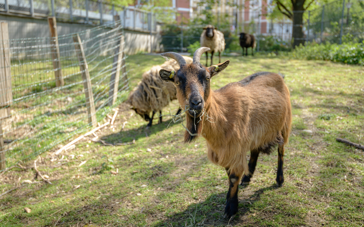 Soigneur d’un jour à la ferme pédagogique René Binet (18e) Jardin René Binet PARIS