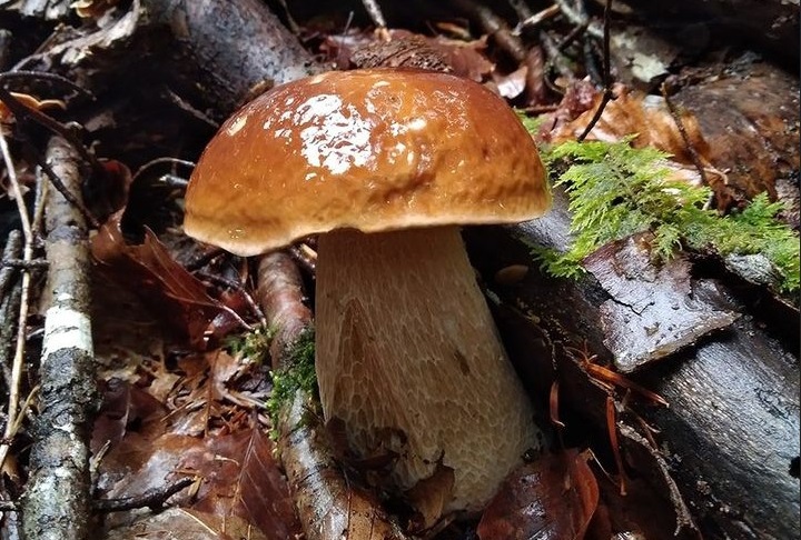 Sortie à la découverte des champignons Office de Tourisme Bedous