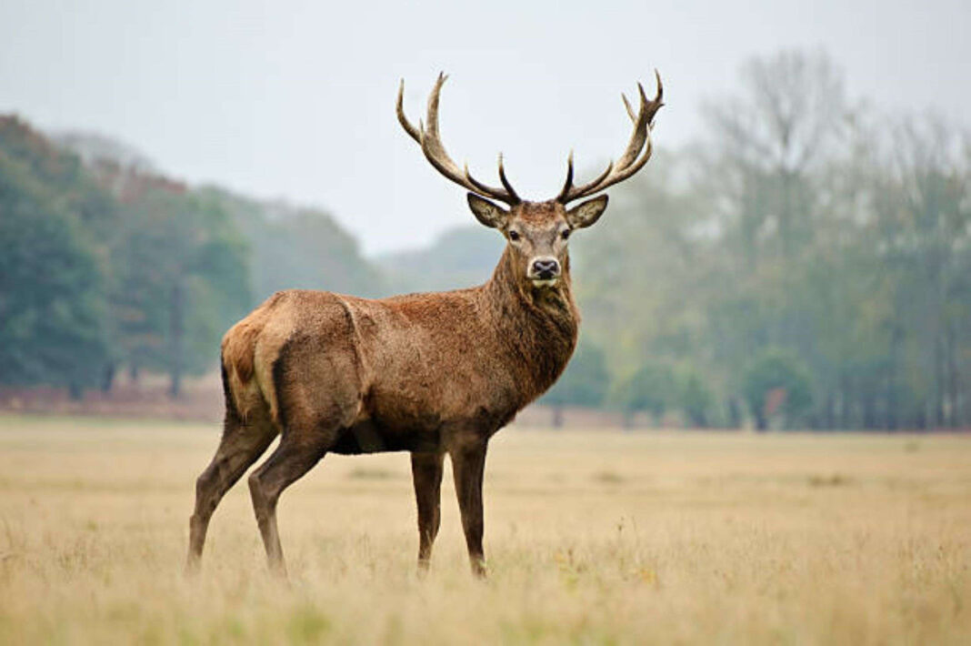 Sortie nature brame du cerf en forêt d’Orléans Fay-aux-Loges