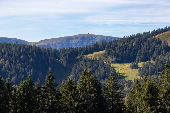 Sortie sur le terrain avec l’Office National des Forêts, Route d&rsquo;Haslach, Munster