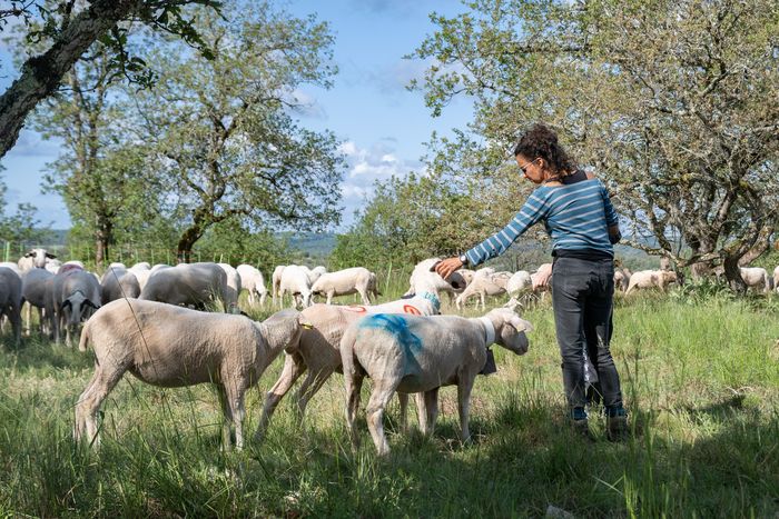 Stand sur le pastoralisme et portraits d’éleveurs du Parc Naturel Régional et Géoparc Mondial UNESCO des Causses du Quercy, Cité Bessières, Cahors