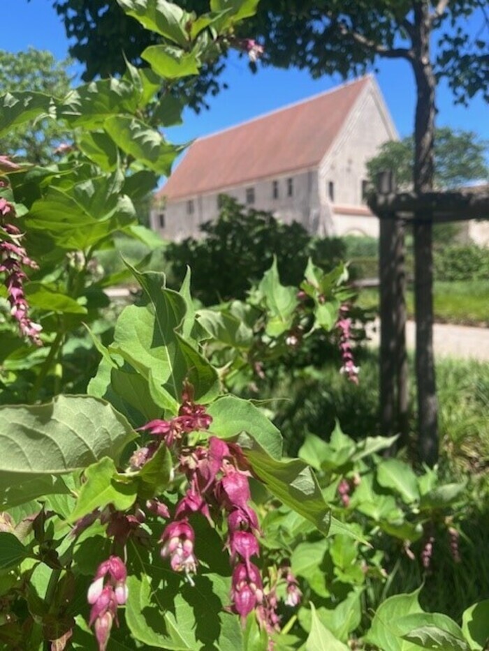 Un jardin, une couleur, Abbaye de Noirlac, Bruère-Allichamps