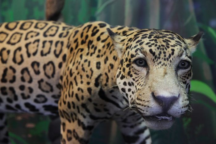 Une vie de jaguar au musée, Musée-bibliothèque Franconie, Cayenne