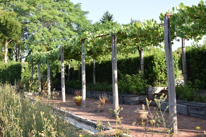 Vendanges, Hôpital des Pèlerins, Pons