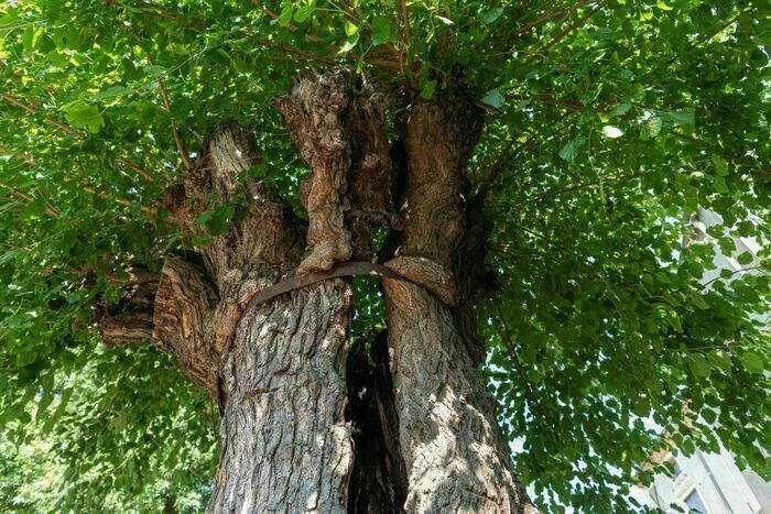 Venez découvrir l’histoire de cet arbre remarquable !, Mûrier – Arbre remarquable, Pierrerue