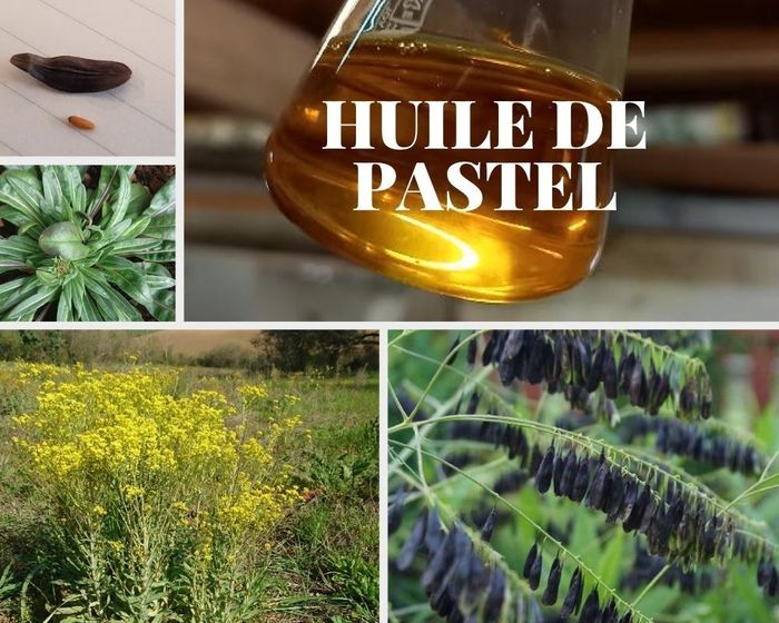Visite commentée : à la découverte des plantes, du séchoir solaire et du jardin botanique, Cultivé Sauvage, Azas