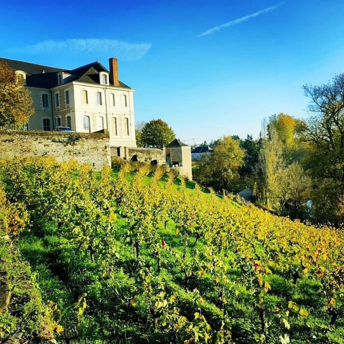 Visite commentée de la vigne par l’association VEVA, Vigne du clos Saint-Nicolas – Association VEVA, Angers