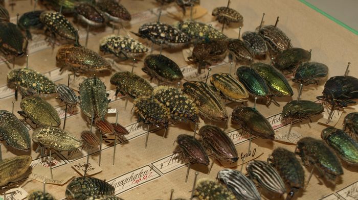 Visite commentée des collections naturalistes, Musée des papillons, Saint-Quentin