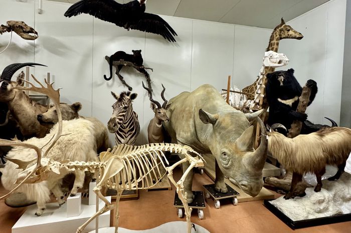 Visite commentée du centre de conservation des collections, Centre de Conservation des Collections du Muséum de Bordeaux, Bordeaux